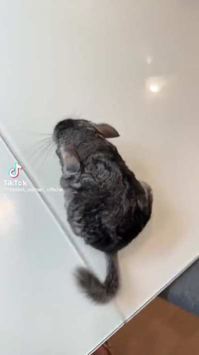 Chinchilla