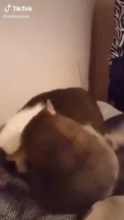 I dont know if cats are derps or very smart...