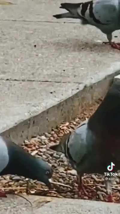 The pigeons be killin it