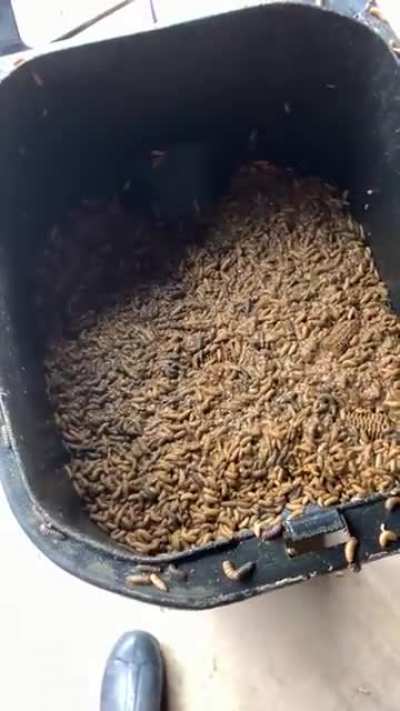 What happens when you don&rsquo;t put your compost bin out for 2 weeks in the hot sun