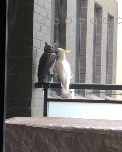 &ldquo;Buy a fake owl, it&rsquo;ll keep the Cockies away&rdquo;. $90 later.......