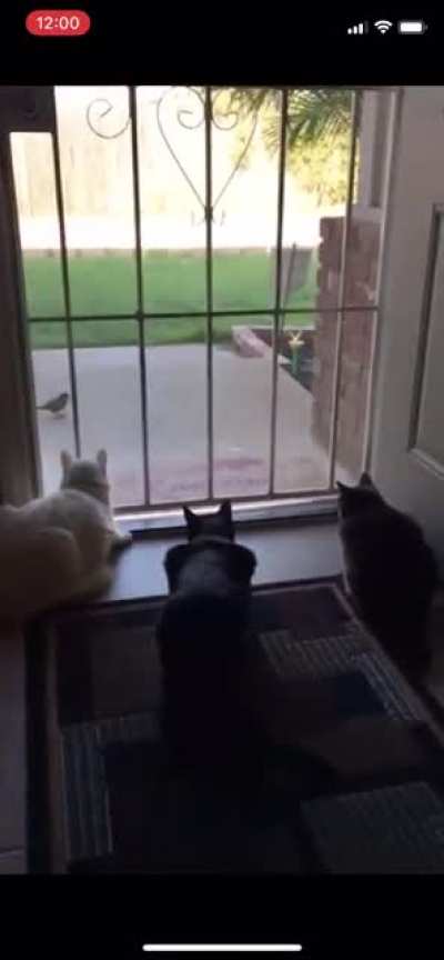 Dog pranks cat
