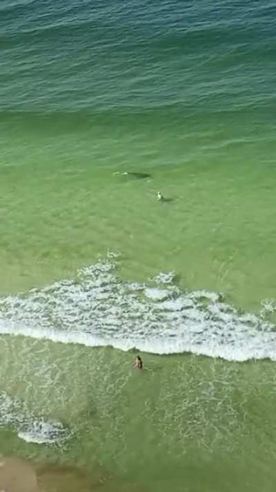 Hammerhead Shark Speeds Towards