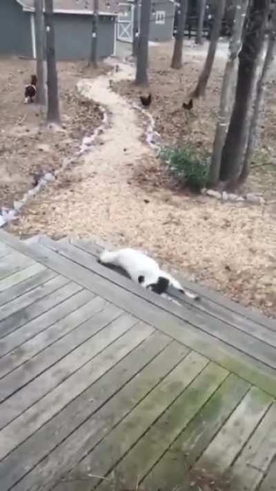 &ldquo;Let me just act dead real quick&rdquo;