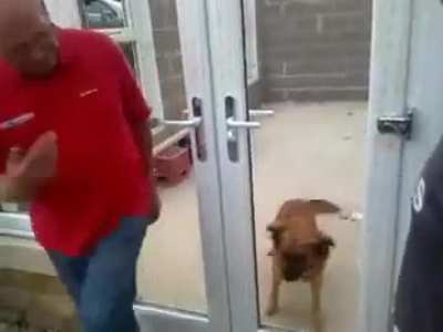 Dog is confused
