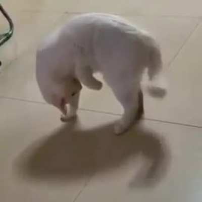 Cats are weird.. 😂