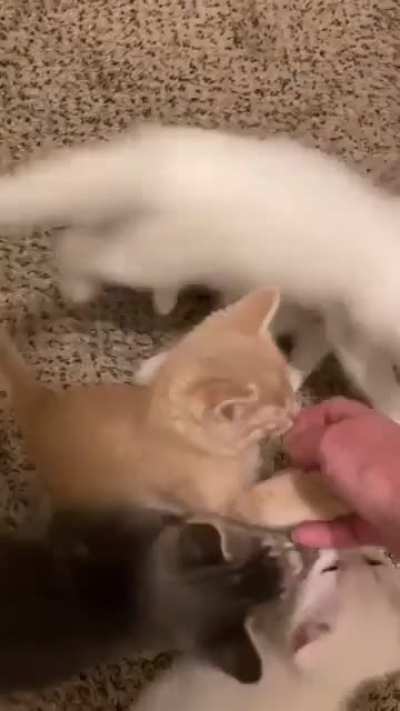 Just a cute little kitties...