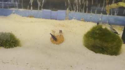 My Neo Shrimp and Orchid Aquaponics Setup