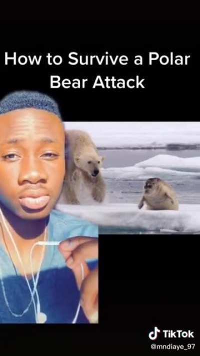 How to survive a polar bear attack
