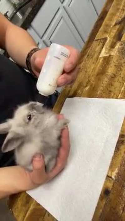 Hungry little fella