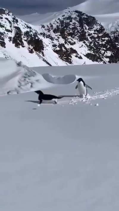 Así se lo pasan los pingüinos en la Antártida argentina
