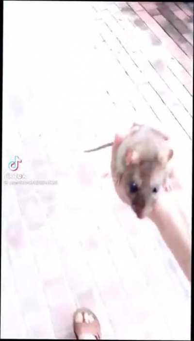 take your rat