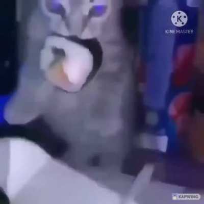 cat