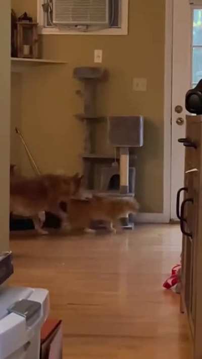 It&rsquo;s like watching a cartoon