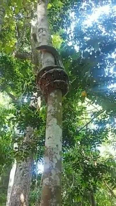 Phyton on a loop while climbing a tree