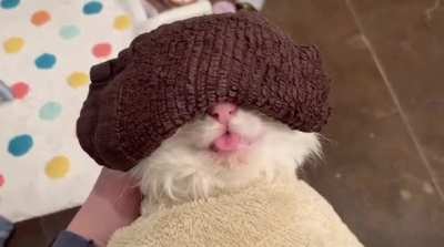 “Imma relax meow”