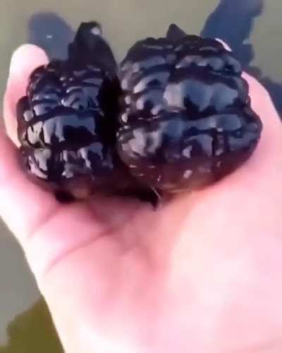 Blackberry fish!!