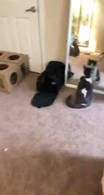 There&rsquo;s most cats.... and then, there&rsquo;s Charlie.