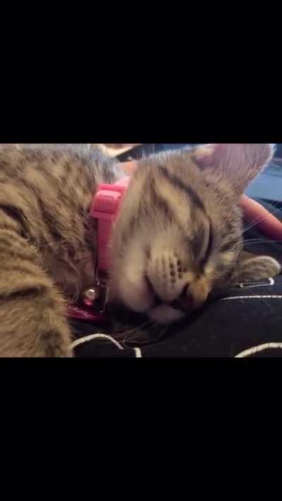 My new baby Jolene having a milk dream. I apologize for the shaky recording!