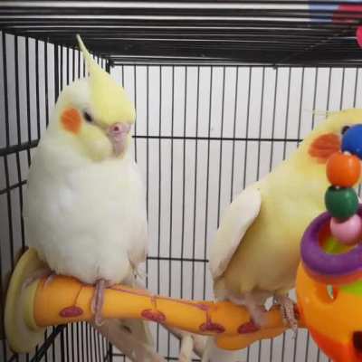 Jim singing for his new companion Pikachu while she tries to snooze🤭💤