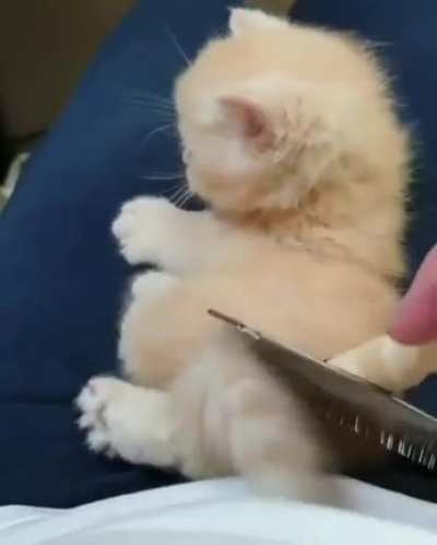 Kitten&rsquo;s first grooming is a confusing time