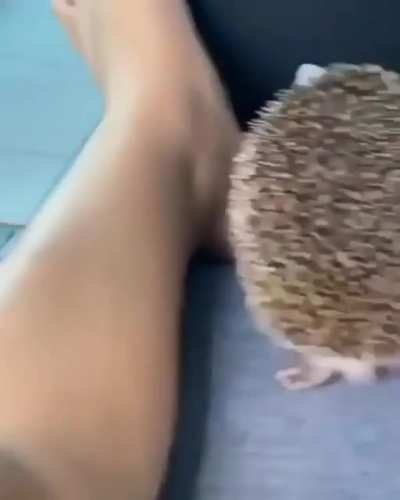 Ёжик! Милота!