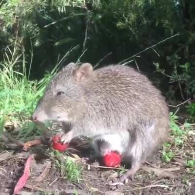 🔥 Long-nosed potoroo, showing that their young can eat fruit even from the pouch.
