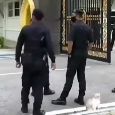 Pet rule