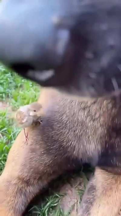 Unlikely friendship