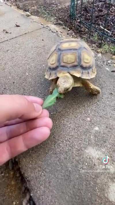 Monch