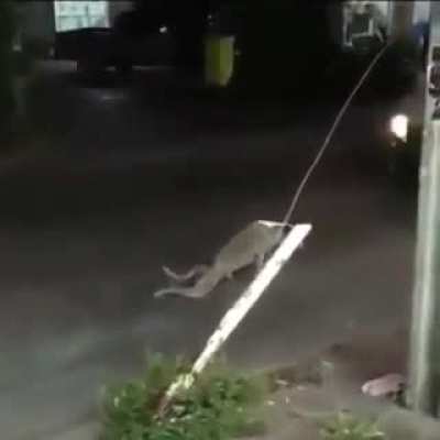 Poor dog...oh