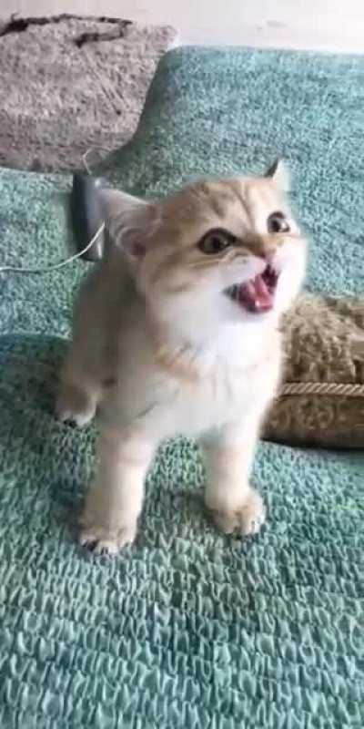 Uaaa