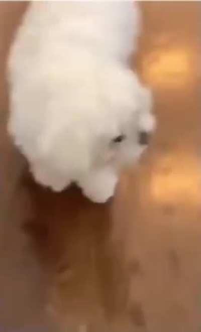 Dog is broken