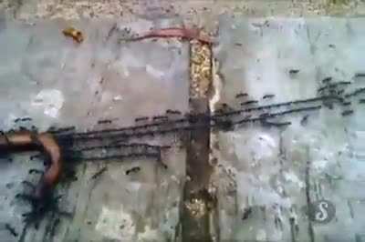 Ants Teamwork