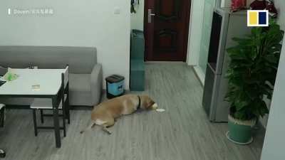 While owner is asleep, dog opens freezer, takes out ice cream, eats ice cream, and throws away all evidence of the crime
