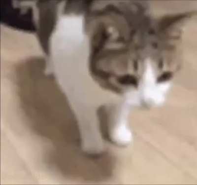 Silly cat