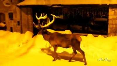 A deer enjoying its evening walk in Civitella Alfedena (South Italy) this Tuesday