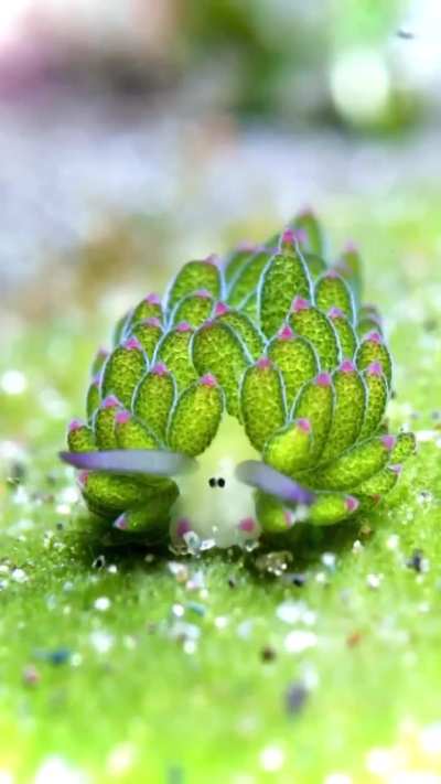 Leaf sheep plodding it's way to his meal