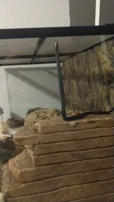 I just got my first snake yesterday, and I managed to catch a video of her being clumsy! Her name is Boba &amp;lt;3