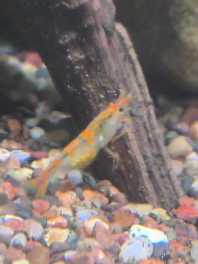 Thought y'all would enjoy seeing one of my cool-colored berried shrimp.