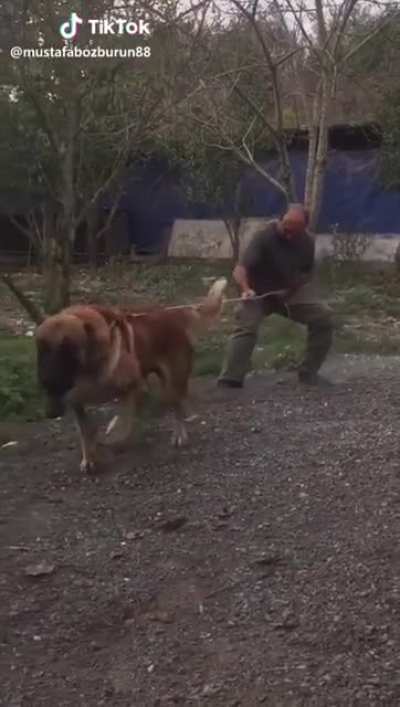The dog from Sandlot