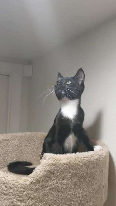 I was told this is the proper place to post Butler hunting a bug (aka Butless Fir, Butters, or Butlicifer)