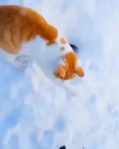 Bonjour