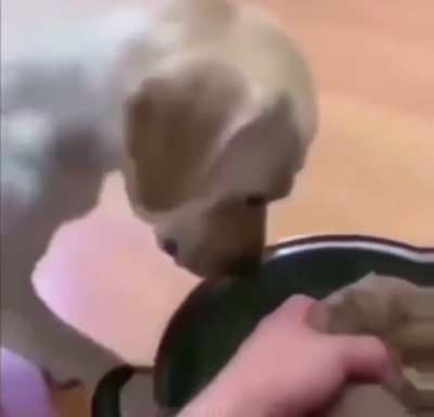 Big doggo sacrifices it&rsquo;s life for baby doggo.