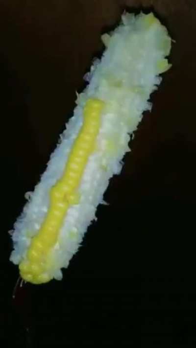 corn 🥵