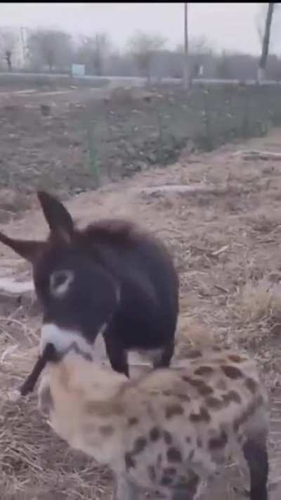 Donkey whoops Hyena&rsquo;s ass