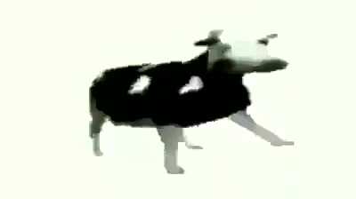Cow busting some fat moves