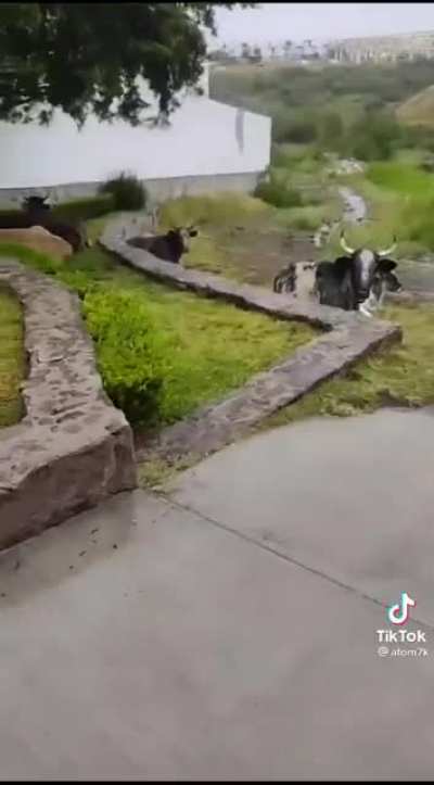 "Que me vez wey"