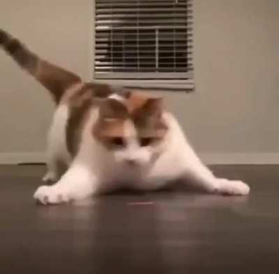 Cat using her special move!