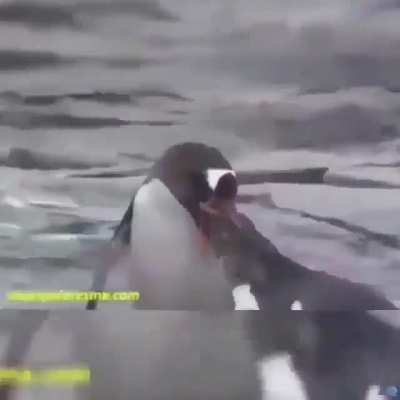 ♪&Eacute; o amor[&hellip;]♪ 😂😂👌
